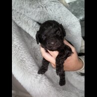 Cockapoo
