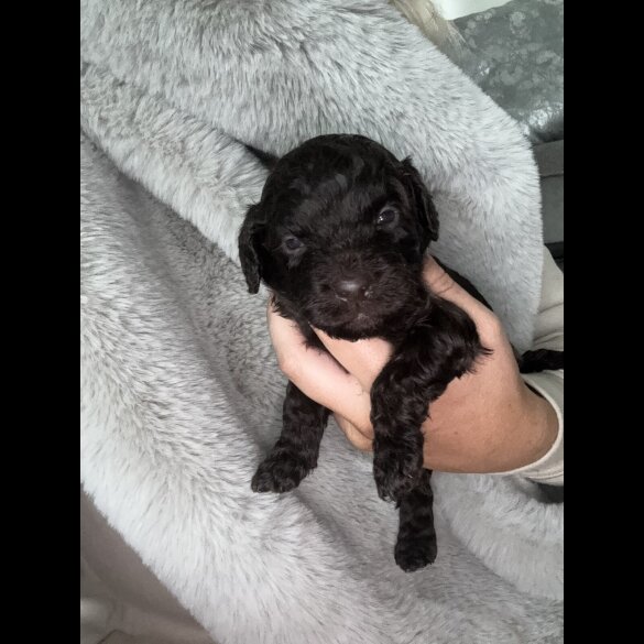 Cockapoo