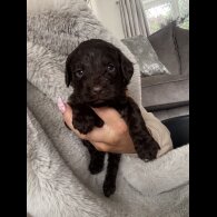 Cockapoo