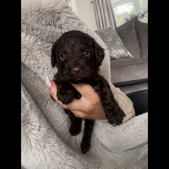 Cockapoo