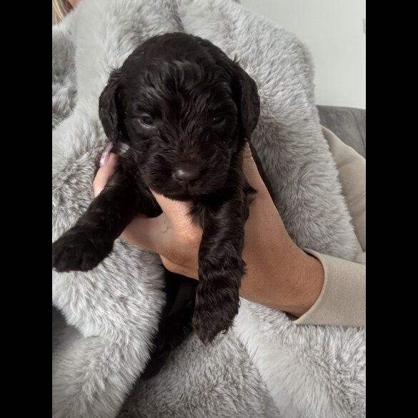 Cockapoo