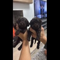 Cockapoo