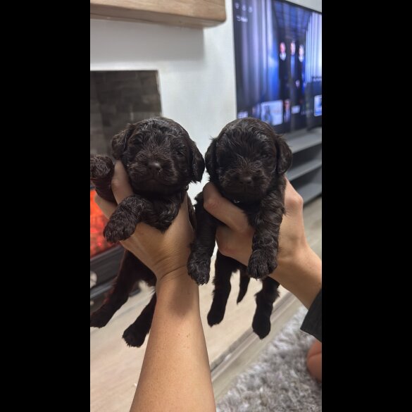 Cockapoo