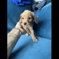 Cockapoo