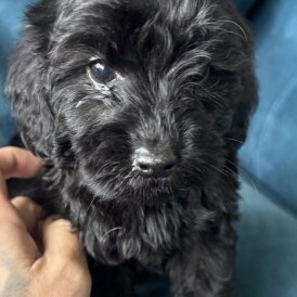Cockapoo
