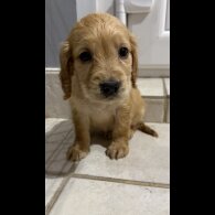Working Cocker Spaniel