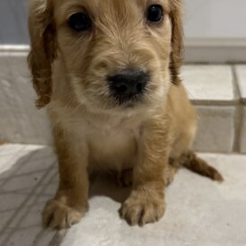 Working Cocker Spaniel