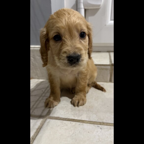 Working Cocker Spaniel