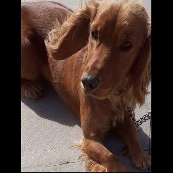Working Cocker Spaniel