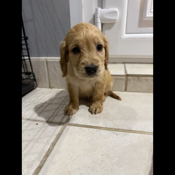 Working Cocker Spaniel