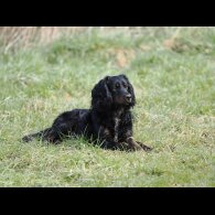 Working Cocker Spaniel