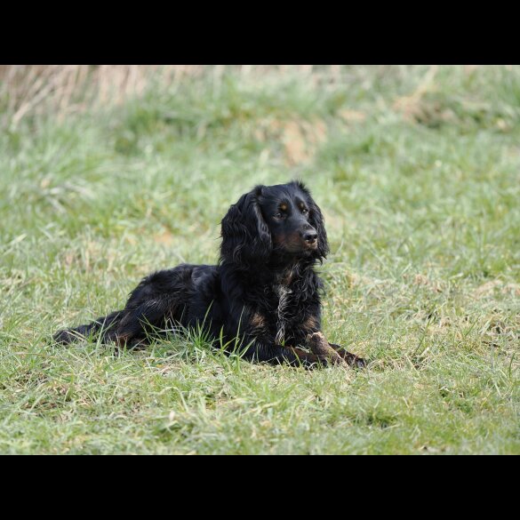 Working Cocker Spaniel