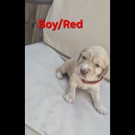 Cocker Spaniel (Show)