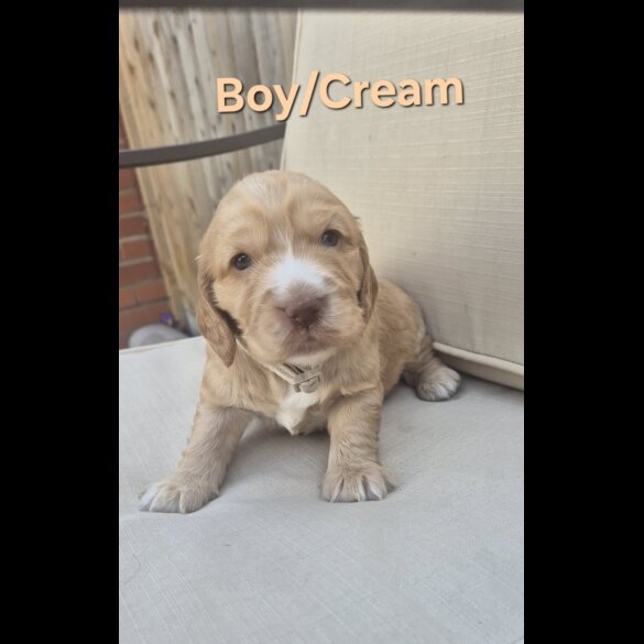 Cocker Spaniel (Show)