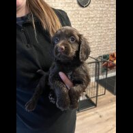 Working Cocker Spaniel