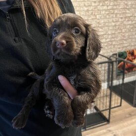 Working Cocker Spaniel
