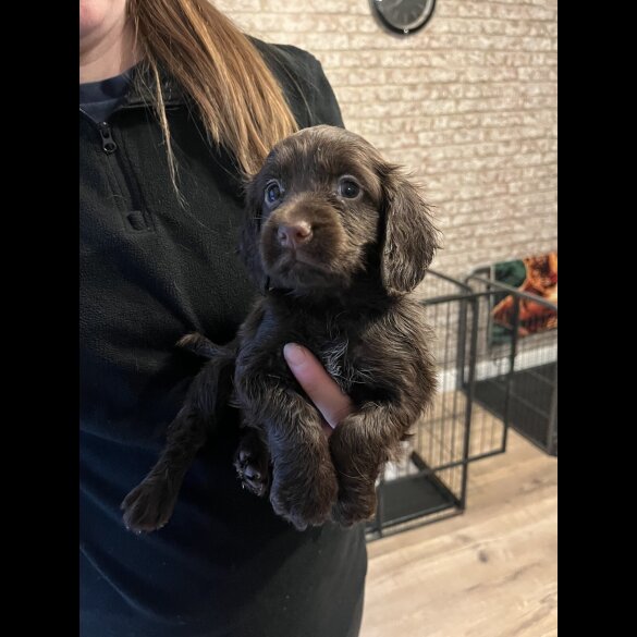 Working Cocker Spaniel