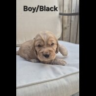 Cocker Spaniel (Show)