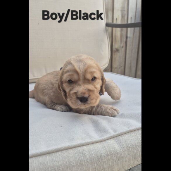 Cocker Spaniel (Show)