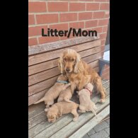 Cocker Spaniel (Show)