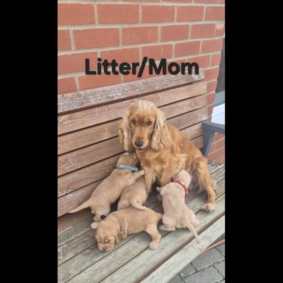 Cocker Spaniel (Show)