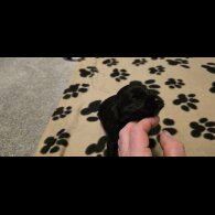 Working Cocker Spaniel