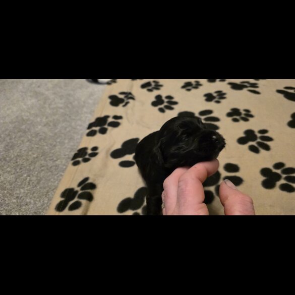 Working Cocker Spaniel