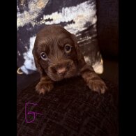 Working Cocker Spaniel