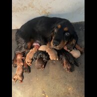 Working Cocker Spaniel