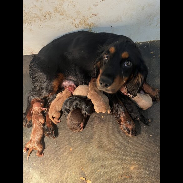 Working Cocker Spaniel