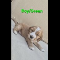 Cocker Spaniel (Show)