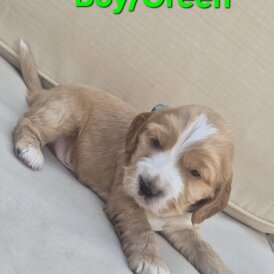 Cocker Spaniel (Show)