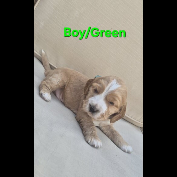 Cocker Spaniel (Show)