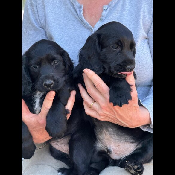 Working Cocker Spaniel