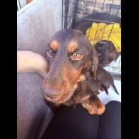 Working Cocker Spaniel