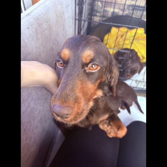 Working Cocker Spaniel