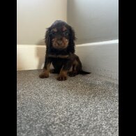 Working Cocker Spaniel