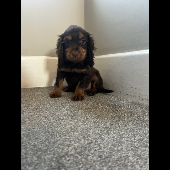 Working Cocker Spaniel