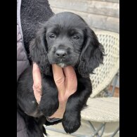 Working Cocker Spaniel