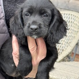 Working Cocker Spaniel