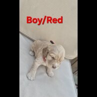 Cocker Spaniel (Show)