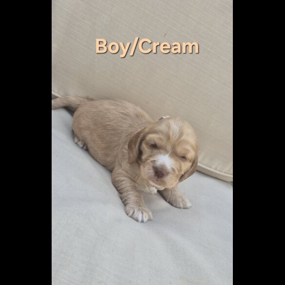 Cocker Spaniel (Show)