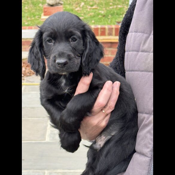 Working Cocker Spaniel