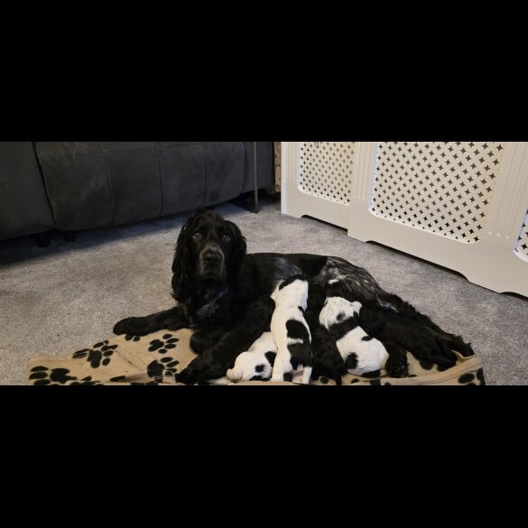 Working Cocker Spaniel
