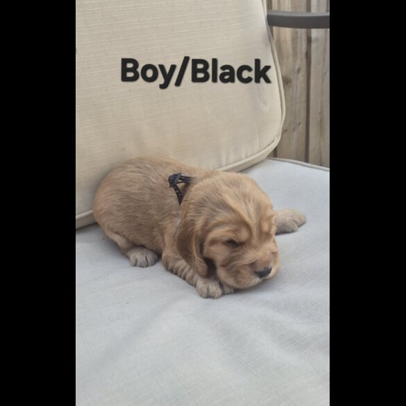 Cocker Spaniel (Show)