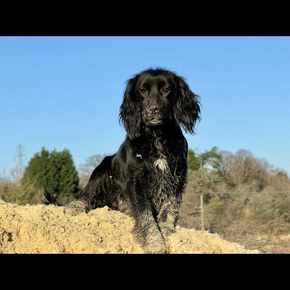 Working Cocker Spaniel