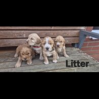 Cocker Spaniel (Show)