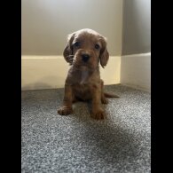 Working Cocker Spaniel