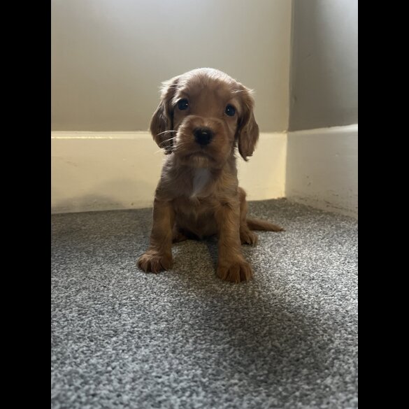 Working Cocker Spaniel