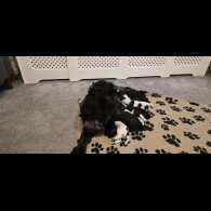 Working Cocker Spaniel